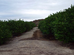 Grupo Mineralógico de Alicante. Cabezo Negro. Zeneta. Murcia  