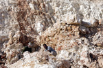 Grupo Mineralógico de Alicante.Gravera del Barraquero, Hoya Redonda, Enguera. Comarca Canal de Navarrés, València 