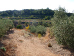 Grupo Mineralógico de Alicante. Afloramiento del Keuper, Chella. Comarca Canal de Navarrés, València