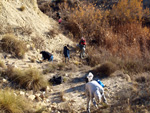 Grupo Mineralógico de Alicante. Terrers dels Pobres, Lomas de la Beata.  Agost. Alicante   