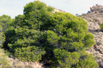 Grupo Mineralógico de Alicante. Pla de Xirau. San Vicente del Raspeig. ALicante   