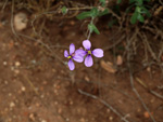 Grupo Mineralógico de Alicante. Yacimiento de Aragonitos de Loma Badá. Petrer. Alicante   