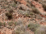 Grupo Mineralógico de Alicante. Yacimiento de Aragonitos de Loma Badá. Petrer. Alicante   