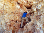 Grupo Mineralógico de Alicante.  Gravera del Barquero. Enguera. Valencia    