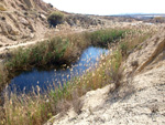 Grupo Mineralógico de Alicante. Lagunas de Rabasa. Alicante   