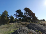 Grupo Mineralógico de Alicante. Pino de la Vaqueriza. Minglanilla y Rambla salada. La Pesquera. Cuenca   