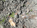 Grupo Mineralógico de Alicante. Pino de la Vaqueriza. Minglanilla y Rambla salada. La Pesquera. Cuenca   