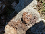 Grupo Mineralógico de Alicante. Pino de la Vaqueriza. Minglanilla y Rambla salada. La Pesquera. Cuenca   