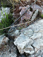 Grupo Mineralógico de Alicante. Pino de la Vaqueriza. Minglanilla y Rambla salada. La Pesquera. Cuenca   