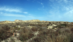 Grupo Mineralógico de Alicante. Lagunas de Rabasa. Alicante   