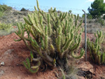 Grupo Mineralógico de Alicante. Loma Badá. Petrer. Alicante   