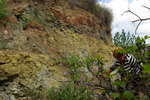 Grupo Mineralógico de Alicante. Trias de Chella. Valencia  