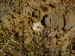 Grupo Mineralógico de Alicante.   Domeño. Valencia  