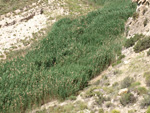 Grupo Mineralógico de Alicante. Barranco del Mulo. Ulea. Murcia