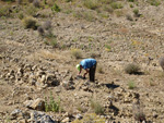 Grupo Mineralógico de Alicante.Los Serranos. Hondón de los Frailes. Alicante 