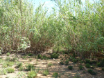 Grupo Mineralógico de Alicante. Alrededores Sierra de las Aguilas. La Alcoraia. Alicante