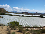 Grupo Mineralógico de Alicante. Alrededores Sierra de las Aguilas. La Alcoraia. Alicante