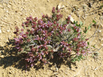 Grupo Mineralógico de Alicante. Alrededores Sierra de las Aguilas. La Alcoraia. Alicante