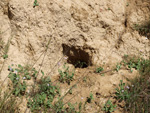 Grupo Mineralógico de Alicante. Alrededores Sierra de las Aguilas. La Alcoraia. Alicante