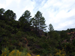 Grupo Mineralógico de Alicante. Barranco de la Escarabehuela y Retamal. Enguidanos / La Pesquera. Cuenca