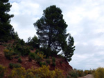 Grupo Mineralógico de Alicante. Barranco de la Escarabehuela y Retamal. Enguidanos / La Pesquera. Cuenca