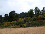 Grupo Mineralógico de Alicante. Barranco de la Escarabehuela y Retamal. Enguidanos / La Pesquera. Cuenca