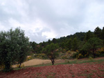 Grupo Mineralógico de Alicante. Barranco de la Escarabehuela y Retamal. Enguidanos / La Pesquera. Cuenca