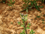 Grupo Mineralógico de Alicante. Barranco de la Escarabehuela y Retamal. Enguidanos / La Pesquera. Cuenca