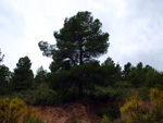 Grupo Mineralógico de Alicante. Barranco de la Escarabehuela y Retamal. Enguidanos / La Pesquera. Cuenca