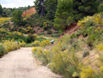 Grupo Mineralógico de Alicante. Barranco de la Escarabehuela y Retamal. Enguidanos / La Pesquera. Cuenca