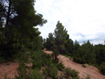 Grupo Mineralógico de Alicante. Barranco de la Escarabehuela y Retamal. Enguidanos / La Pesquera. Cuenca