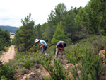 Grupo Mineralógico de Alicante. Barranco de la Escarabehuela y Retamal. Enguidanos / La Pesquera. Cuenca