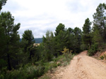 Grupo Mineralógico de Alicante. Barranco de la Escarabehuela y Retamal. Enguidanos / La Pesquera. Cuenca