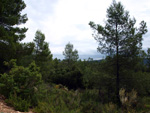 Grupo Mineralógico de Alicante. Barranco de la Escarabehuela y Retamal. Enguidanos / La Pesquera. Cuenca. 