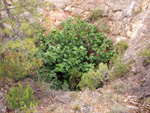 Grupo Mineralógico de Alicante. Mina Virgen del Pilar. La Sabinilla. Campo Arcis. Requena. Valencia