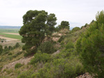 Grupo Mineralógico de Alicante.Mina Virgen del Pilar. La Sabinilla. Campo Arcis. Requena. Valencia 