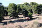 Grupo Mineralógico de Alicante. Trias alrededores de Castalla. Castalla. Alicante