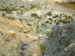 Grupo Mineralógico de Alicante. Canteras de arcilla situadas en la Zona del Pla, junto a la siera de los Tajos. Agost. Alicante