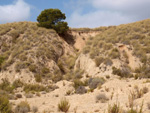 Grupo Mineralógico de Alicante. Gravera Santa Eulalia. La Cabezuelas. Totana. Murcia