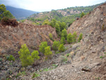 Grupo Mineralógico de Alicante. Explotacion de Ofitas. Sierra de Olta. Calpe.. Alicante 