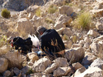 Grupo Mineralógico de Alicante. Explotación de de áridos de Holcin. El Cabezonet. Busot. Alicante

