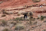 Grupo Mineralógico de Alicante. Loma Badá. Petrer. Alicante    