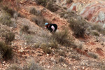 Grupo Mineralógico de Alicante. Loma Badá. Petrer. Alicante   