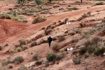 Grupo Mineralógico de Alicante.   Loma Badá. Petrer. Alicante  