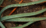 Grupo Mineralógico de Alicante. Minería de Hierro. Cabecico del Rey. Valladolises. Murcia   