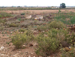 Grupo Mineralógico de Alicante.   Minería de Hierro. Cabecico del Rey. Valladolises. Murcia  