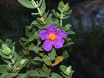 Grupo Mineralógico de Alicante. Sierra de Hurchillo. Orihuela. Alicante 