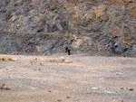 Grupo Mineralógico de Alicante.Cantera de Áridos Holcin. Busot. Alicante