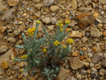 Grupo Mineralógico de Alicante.Cantera de Áridos Casablanca. San Vicente del Raspeig. Alicante