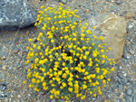 Grupo Mineralógico de Alicante. Cantera de Áridos Casablanca. San Vicente del Raspeig. Alicante 